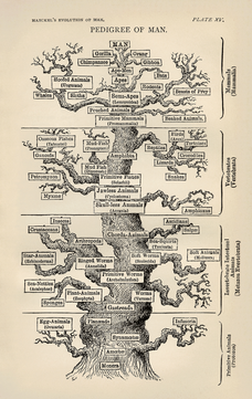 Aula de cladogramas