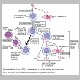 18MononucleoseEBPathway.jpg