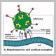 23Adenovirus_2.jpg